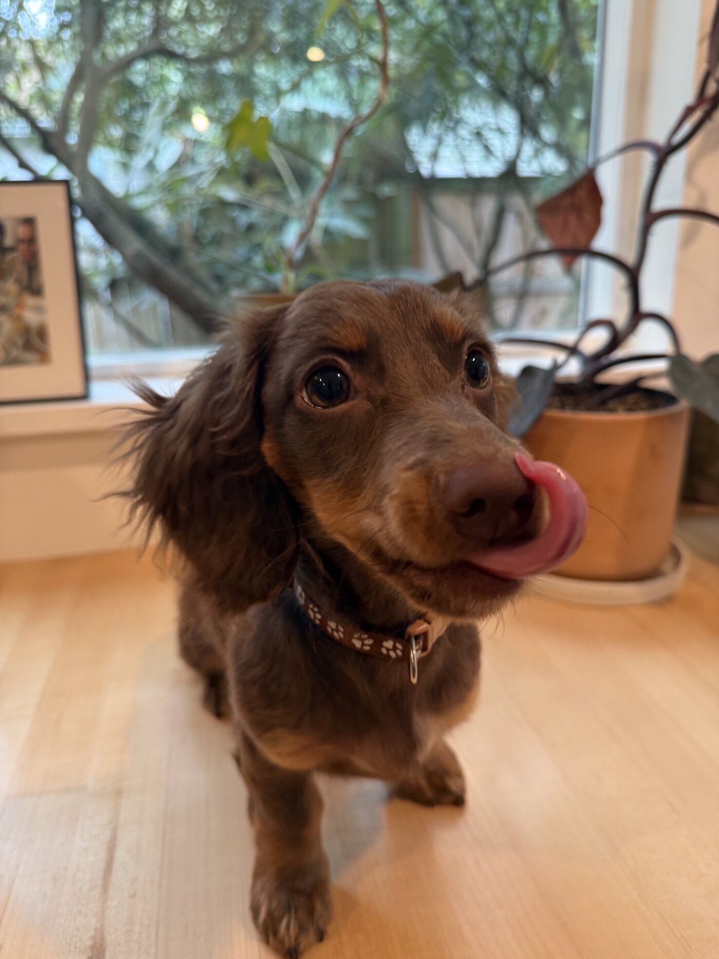 Rigatoni, the miniature dachshund